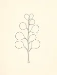 A single-line eucalyptus stem drawing on off-white paper